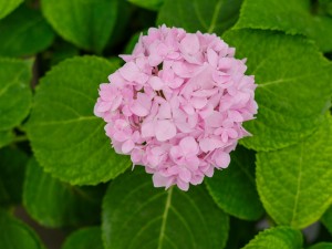 绣球花叶子发黄边缘干枯怎么办