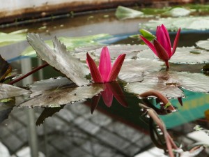 睡莲的虫害防治