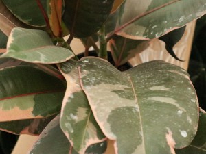 橡皮树不长新叶怎么办