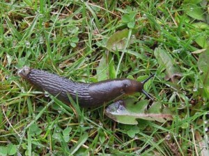 怎样防治蜗牛蛞蝓