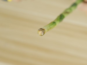 水培转运竹发黄怎么办