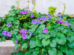 牵牛花的播种方法