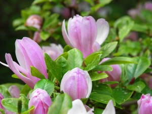 白兰花叶子发黄怎么办