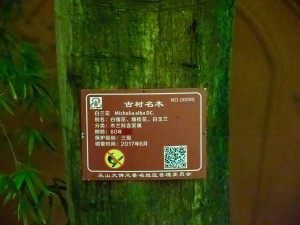 白兰的虫害及其防治