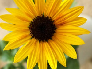 向日葵怎么施肥