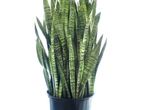 虎皮兰怎么养护