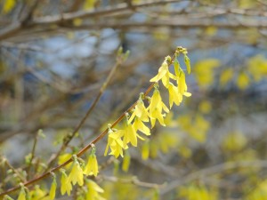 连翘为什么可以反季节开花