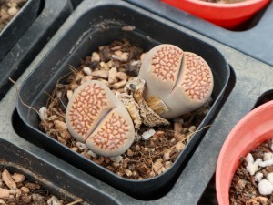 生石花化水了怎么办