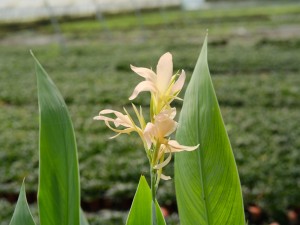 美人蕉的主要品种