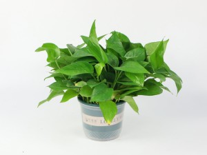 绿萝枯萎了怎么救活