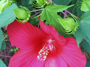 木芙蓉花有蕾不开花怎么回事