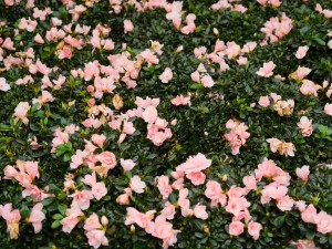 杜鹃花干枯掉怎么救，干枯的杜鹃花能活吗？