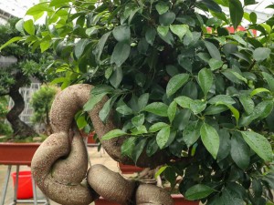 水培人参榕叶子发黄怎么办