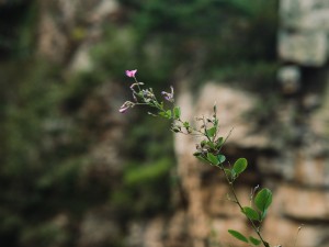 胡枝子的主要价值