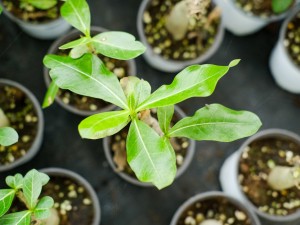 沙漠玫瑰有毒吗