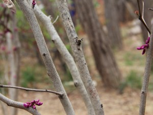 紫荆的虫害及防治方法