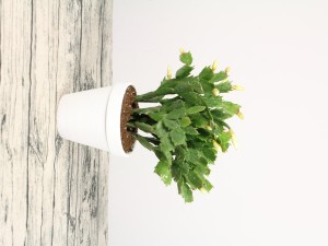 蟹爪兰为什么不开花