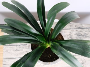 君子兰叶片腐烂怎么办（原因，用什么药）