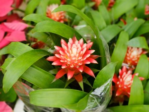 观赏凤梨叶子发黄的原因