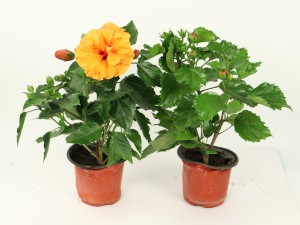 扶桑花秋冬怎么防止落蕾落叶