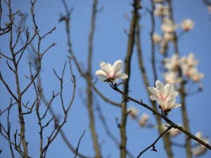 玉兰的养殖方法