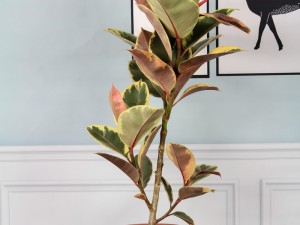 橡皮树的四季养护方法