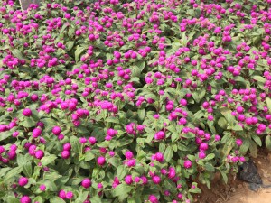 千日红的养殖方法和注意事项