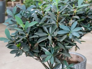 茶花能养在室内吗