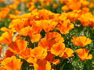 花菱草有毒吗能家养吗