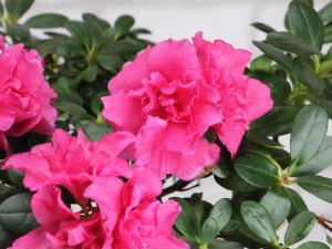 杜鹃花为什么掉叶子