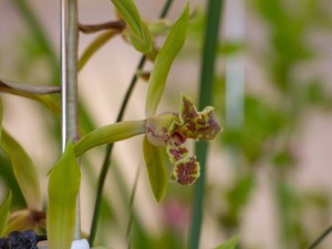 北方地区怎样才能养好兰花