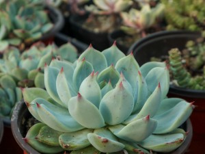 多肉，化破盆为神奇！