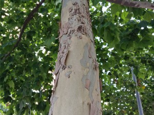 梧桐的虫害防治