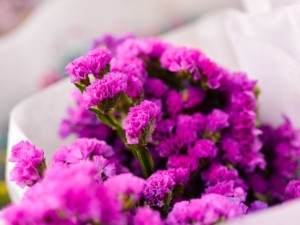 勿忘我的花语和传说