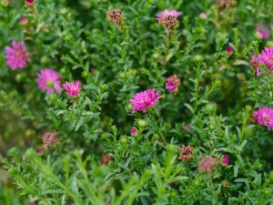 菊花里面的小黑虫是什么，怎么去除