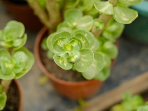 金钱木叶子很薄怎么办