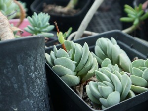 多肉植物如何度夏