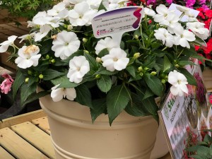 凤仙花的花语及传说