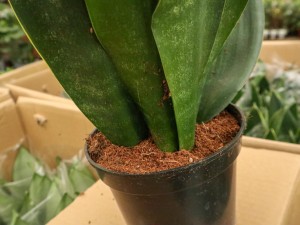 虎皮兰的花语和寓意，送人有什么禁忌