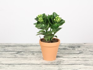 长寿花的叶子为什么会发软变卷曲