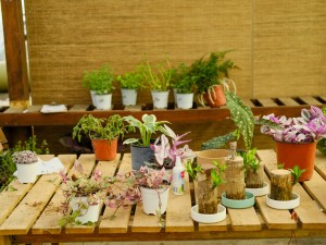 万年青叶子发黄的原因