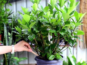 栀子花卷叶怎么回事 栀子花卷叶子怎么办