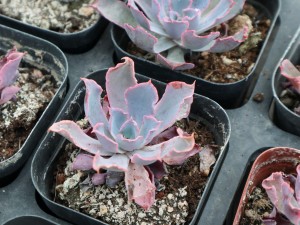 多肉黑腐还化水，1招就能起死回生，爆到夏天不用愁！