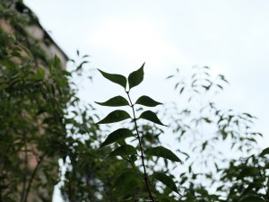 金银木的养殖方法