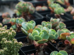 玉蝶黄叶的原因和处理办法