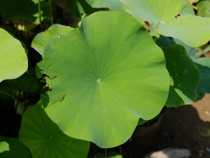 莲花食用的禁忌，莲花有什么作用