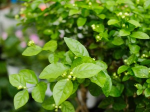 茉莉茶的功效与禁忌