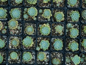 多肉遇虫不要慌，教你1招，虫子全部死光光！