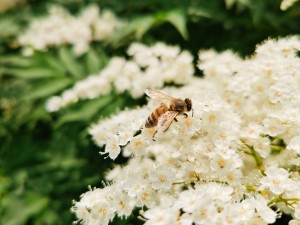 珍珠梅的花语是什么