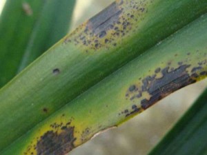 换锦花常见病虫害有哪些